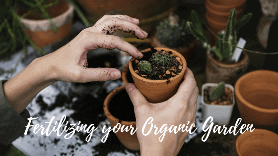 Fertilizing the Organic Garden