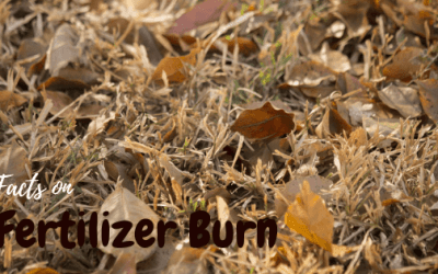 How to Fix Burnt Grass