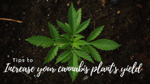 tips to increase cannabis plant yields