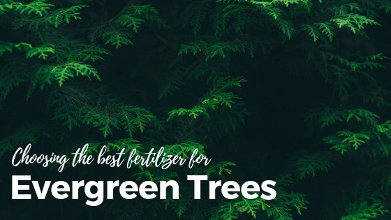 best fertilizers for evergreen trees