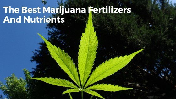 Best Nutrients For Cannabis