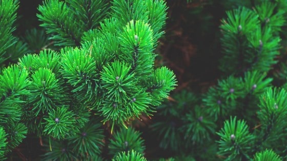 best fertilizers for christmas tree farms