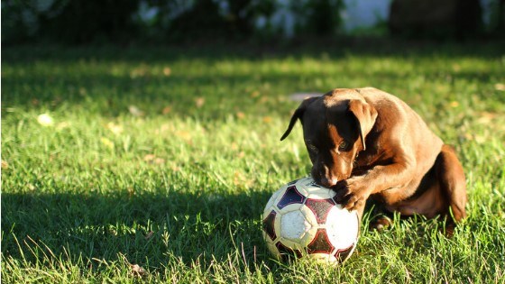 keep pets off lawn before party