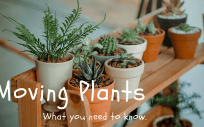 Moving With House Plants: What Can and Can’t Cross State Lines