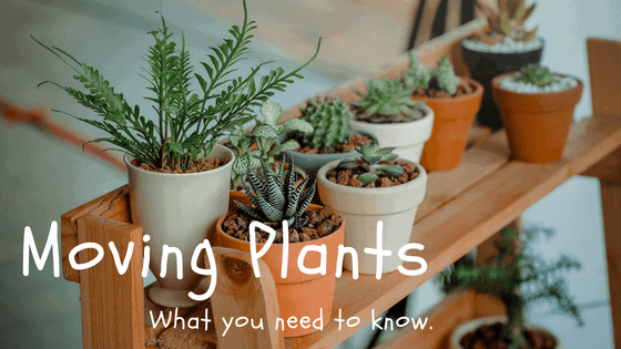 Moving With House Plants: What Can and Can’t Cross State Lines