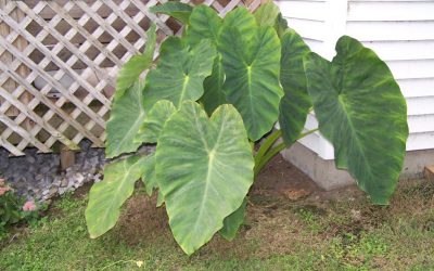 Best Fertilizer for Elephant Ear Plants – Beautiful Green-Leaves