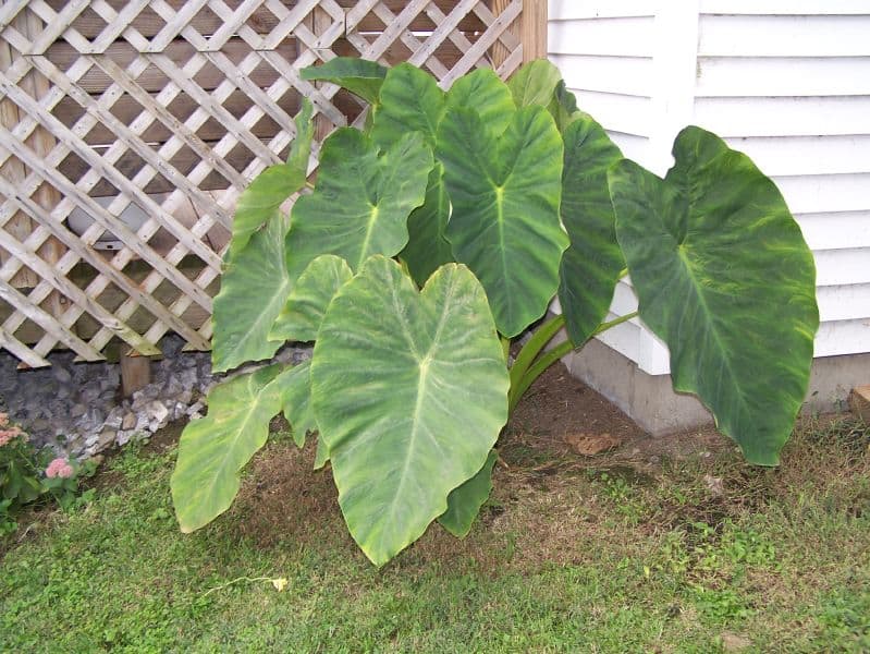 Elephant’s Ear Plants - Fertilizers for Beautiful Green Leaves