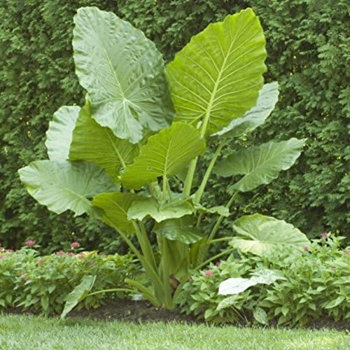 Add a bold, tropical effect to any landscape with these 3 Elephant Ear (Colocasia) bulbs.