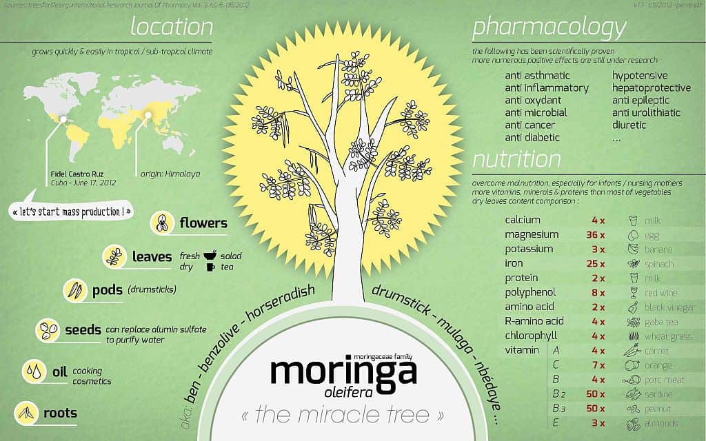 information on moringa