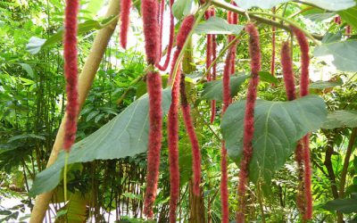 Moringa Plant Care – Tree Cultivation