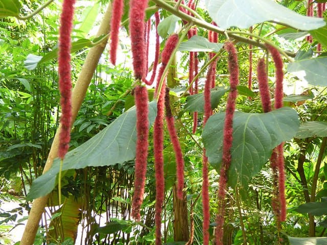 growing moringa