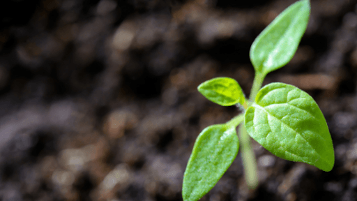 tomato plant sprout