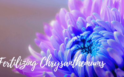 What is a Good Fertilizer for Chrysanthemums?