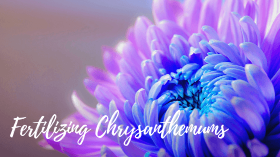 What is a good fertilizer for chrysanthemums?