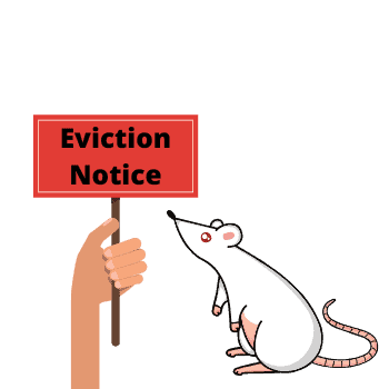 eviction notice for mice- pro review of amazon humane mice trap product link