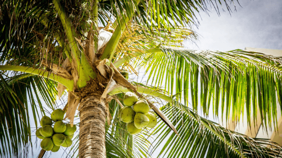 Details about   Coconut Fertilizer soil fiber nutrient plant cultivate trees base garden 1000g. 