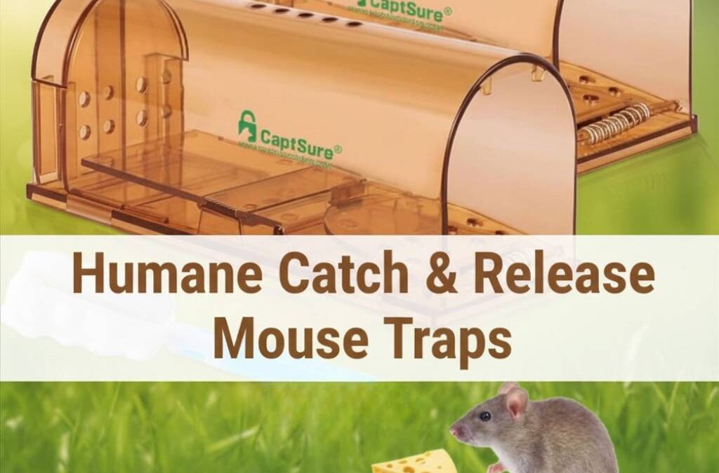 Best Humane Mouse Trap