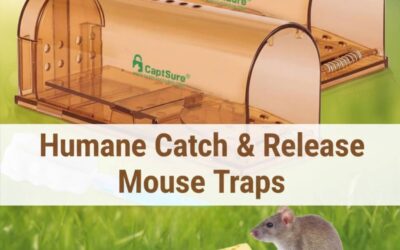 Best Humane Mouse Trap