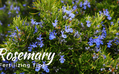 Growing Rosemary in your Garden
