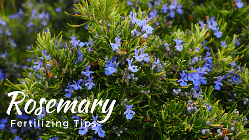 Growing Rosemary in your Garden