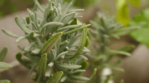 sprigs of rosemary