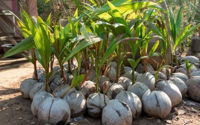 What’s The Best Fertilizer for Coconut Trees? Each Coconut Palm Tree Produces 50-200 Coconuts Per Year in Ideal Conditions!