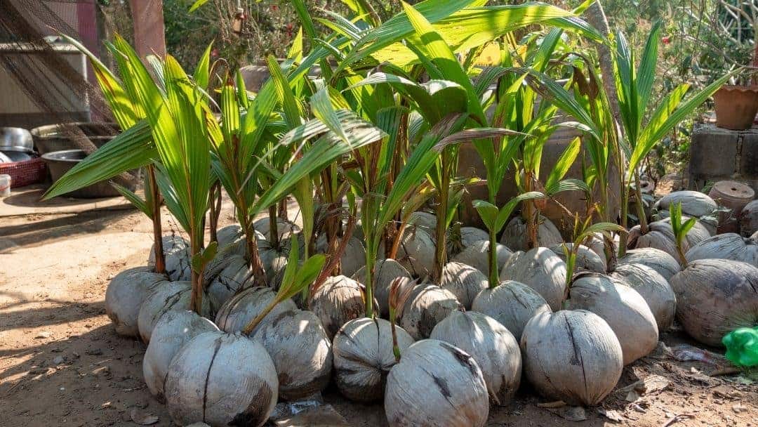 What’s The Best Fertilizer for Coconut Trees? Each Coconut Palm Tree Produces 50-200 Coconuts Per Year in Ideal Conditions!