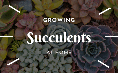 Succulent Soil Mix | Care Info | Potting Details 2026 Update