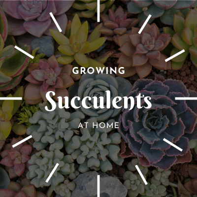 Succulent Soil Mix | Care Info | Potting Details 2020