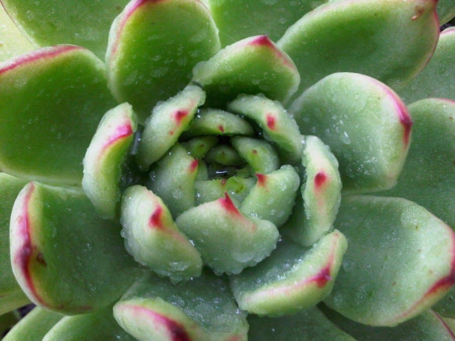 close up photos - outdoor - succulents