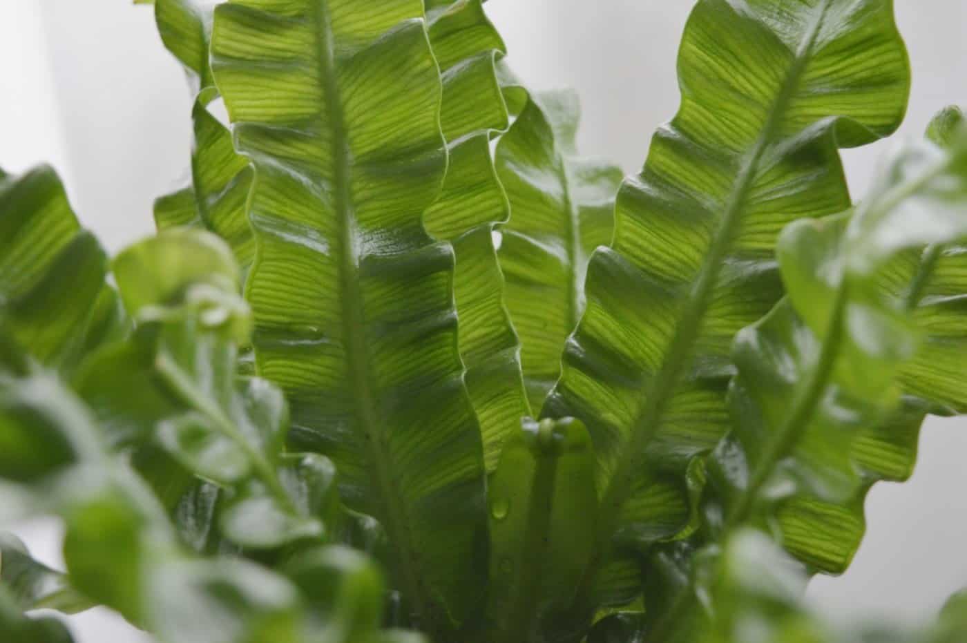 closeup image of fern