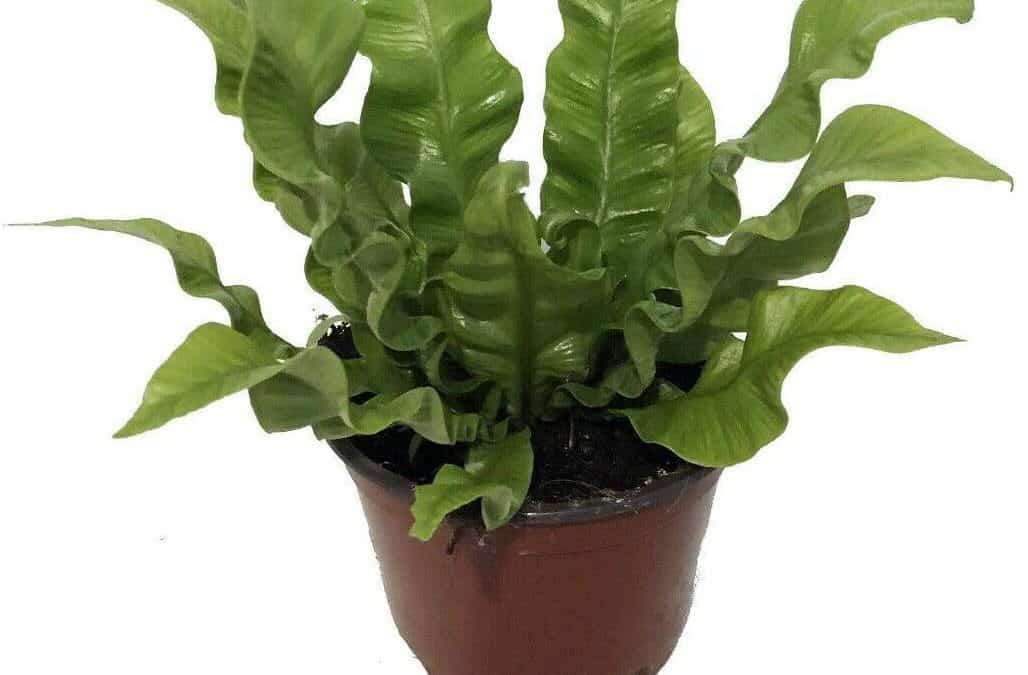 asplenium plant pot grown indoors
