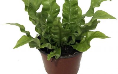 Crispy Wave Plant Care