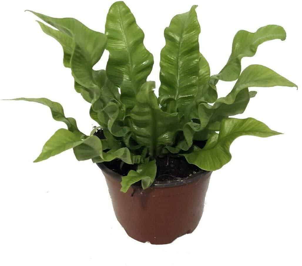 Crispy Wave Plant Care Grow The Amazing 'Air Purifying' Fern Inside.