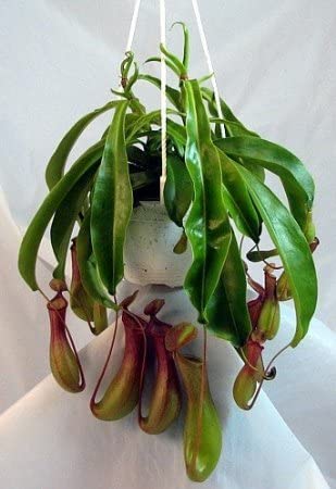 Buy Pitcher Plants on Amazon