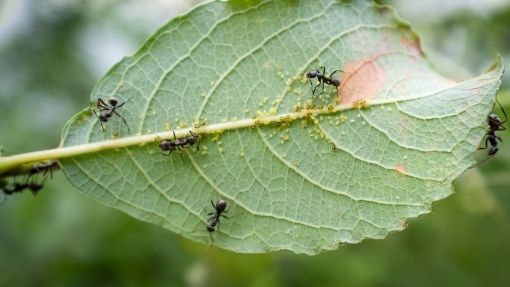 Plants That Repel Ants From Your Garden