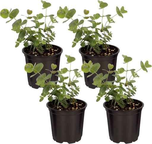 Live Aromatic and Edible Herb - Eucalyptus (4 Per Pack) - Assorted Varieties, Natural Air Purifier, 10