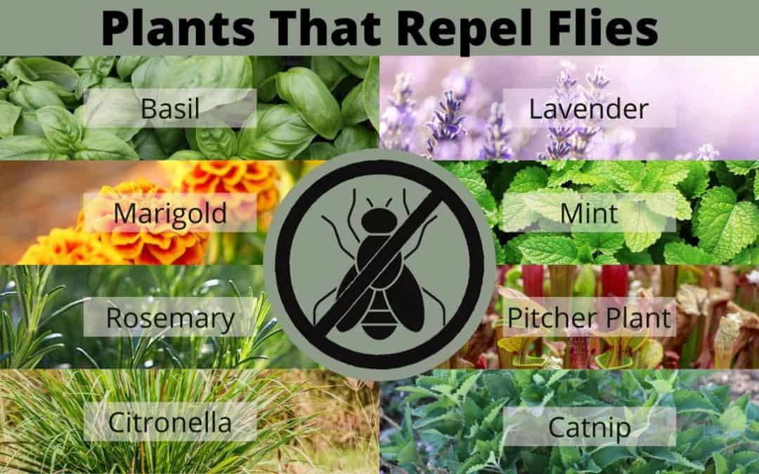 9 Plants that Repel Flies and Other Annoying Insects