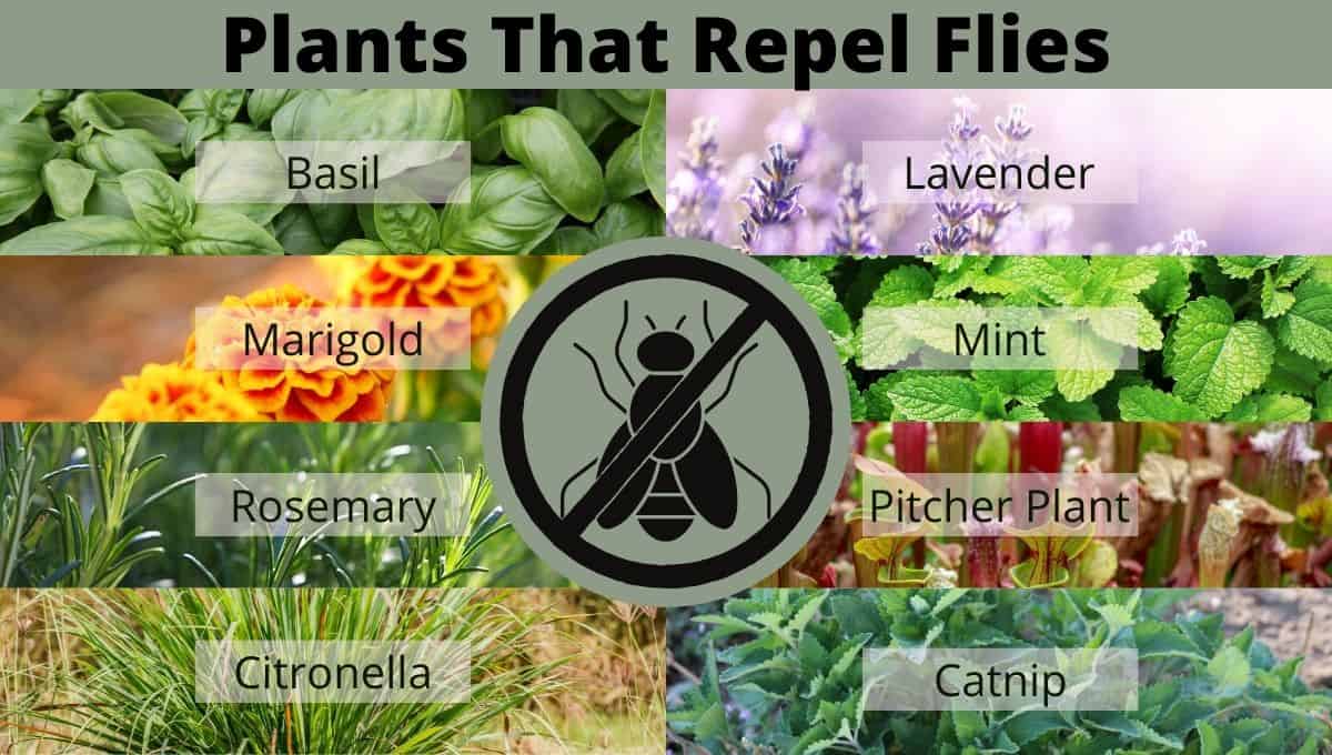 Plants That Repel Flies