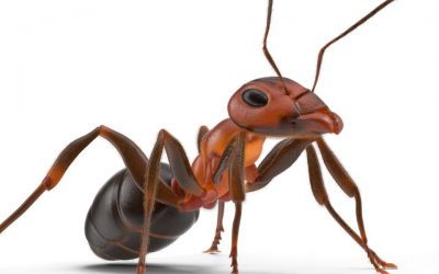 Plants That Repel Ants From Your Garden