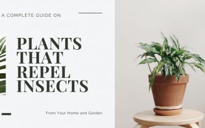Plants That Repel Bugs – Keep Your Lawn and Garden Pest Free