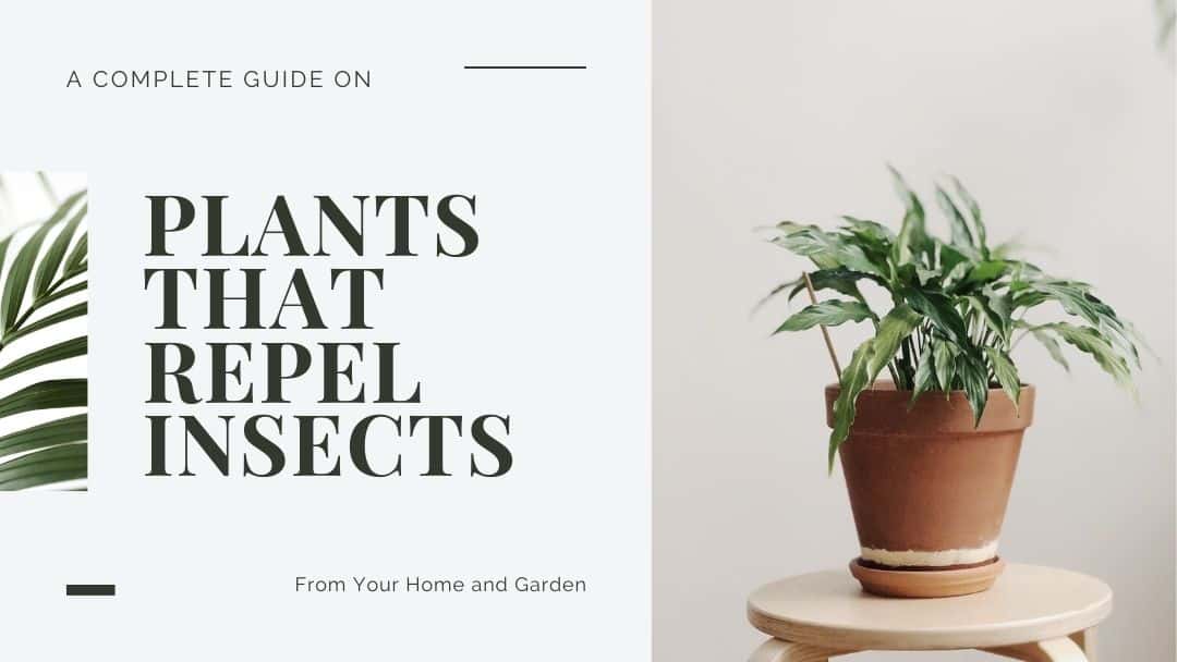 A complete guide on plants that repel bugs from your home or garden.