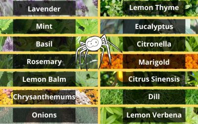 Plants That Repel Spiders From Your Home or Garden