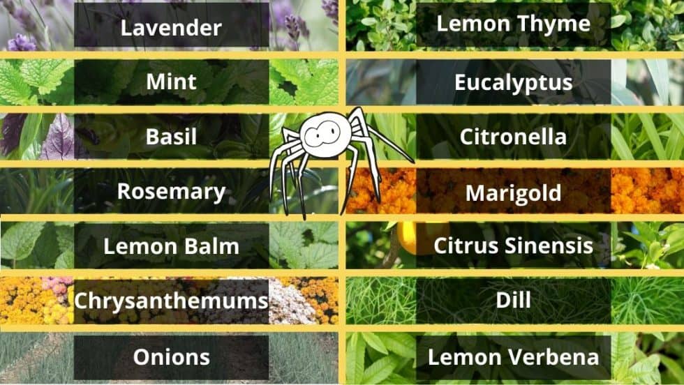 Plants That Repel Spiders From Your Home or Garden Safer Pest Control