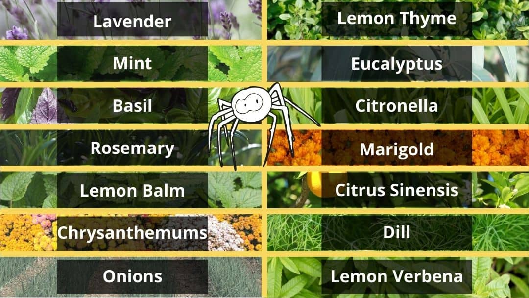 plants that repel spiders