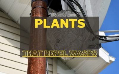 Plants That Repel Wasps and Bees
