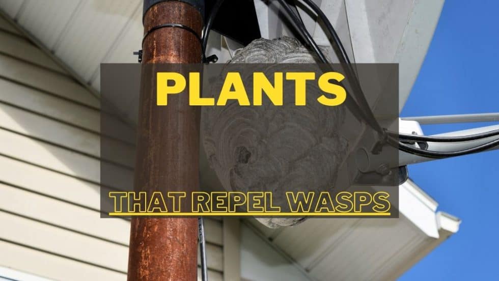 Plants That Repel Wasps and Bees from your Yard