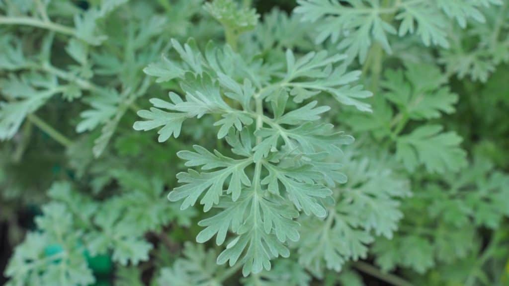 image of a wormwood plant