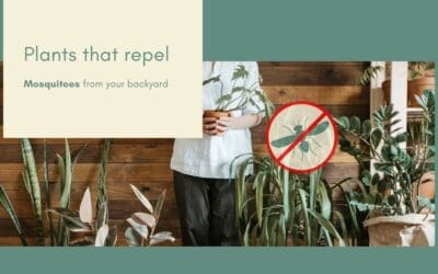 Plants That Repel Mosquitoes From Your Backyard – A DIY Guide