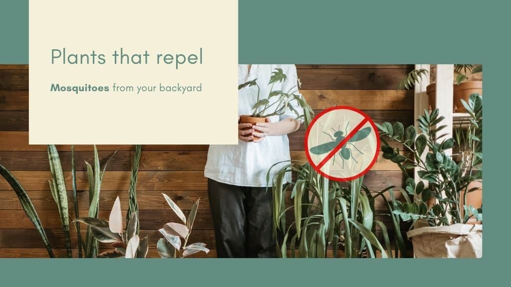 Plants That Repel Mosquitoes From Your Backyard